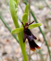 06_Ophrys_insectifera.JPG