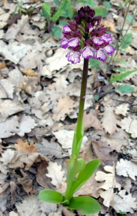 07_Orchis_purpurea.JPG