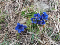 5_la primavera - Carmen Dirita.jpg