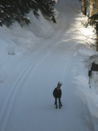 cogne3-invasione-di-pista.jpg