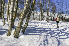 5) Salendo nel bosco di betulle - cristina rolla.jpg