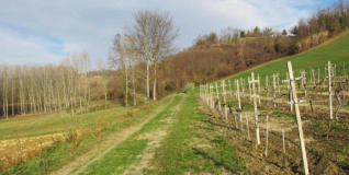 02-Grazzano Badoglio-Tra prati e vigne.jpg