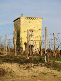 03-Grazzano Badoglio-Tra prati e vigne.jpg