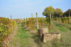 05-Grazzano Badoglio-Tra prati e vigne.JPG