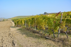 08-Grazzano Badoglio-Tra prati e vigne.JPG