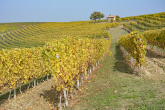 09-Grazzano Badoglio-Tra prati e vigne.JPG