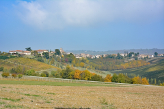 10-Grazzano Badoglio-Tra prati e vigne.JPG