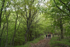 Monte Carmo (2) - Silvio Lungo Vaschetto.jpg