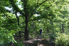 06_Mom-1-Bosco delle Sorti.JPG