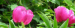 SENTIERO DELLE PEONIE - 11 GIUGNO 2023 - Intersezionale CAI Lanzo - CAI Asti