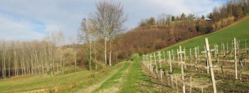 Tra i prati e le vigne della terra di Aleramo - Grazzano Badoglio