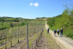 Percorso boschi valle del pozzo, vigneti e tartufaie - Mombaruzzo